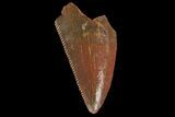 Serrated, Raptor Tooth - Real Dinosaur Tooth #176154-1